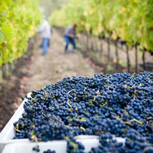 lasseter-winery-asG1QSDvb4g-unsplash